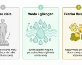 Trzy etapy utraty wagi: masa ciała, woda i glikogen, tkanka tłuszczowa. Pokazuje, ile można schudnąć w miesiąc, uwzględniając utratę wody i tkanki tłuszczowej.