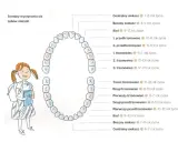 Schemat pokazuje, do którego roku życia się rośnie, wyrzynając zęby stałe, od siekaczy po trzecie trzonowce.