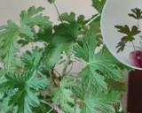 Liście geranium są postrzępione i lekko owłosione. W okręgu widać odcięty fragment rośliny z kilkoma listkami.