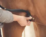 Tierarzt hört mit Stethoskop auf das patwerte Pferd.