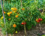Des œillets d'Inde aux couleurs vives poussent à côté des plants de tomates, une excellente idée de quoi planter à côté des tomates pour éloigner les nuisibles.
