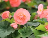 Delikatne, łososiowe kwiaty begonia odmiany tworzą bujne kępy wśród zielonych, ząbkowanych liści.