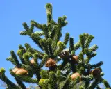 Le sommet d'un araucaria, avec ses branches épineuses et ses cônes bruns, sous un ciel bleu clair. On dirait le désespoir du singe face à cette nature sauvage.