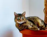En randig katt med gröna ögon vilar i en blomkruka, bredvid en ampellilja.