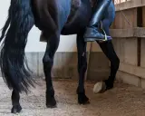 Ein schwarzes Pferd mit langer Mähne bewegt sich im Kreis. Der Reiter trägt schwarze Reitstiefel und sitzt auf dem **schenkelweichen Pferd**.