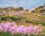 Lummiga ängar med rosa strandpioner vid havet, en svensk riviera i miniatyr.