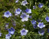 Un champ de fleurs de lin bleues, délicates et étoilées, se balance doucement sous le soleil.
