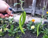 Main verte, on coupe des haricots verts pour les semer.