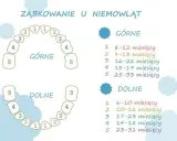 Ile zębów ma dziecko? Od mleczaków po stałe pełny przewodnik