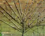 Ein Pfirsichbaum wird an einer Ziegelwand Spalier gezogen. Die Äste sind mit Stäben und Schnüren geformt, zarte rosa Blüten sind sichtbar.