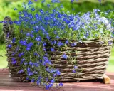 Kosz wiklinowy pełen niebieskich lobelii. Czy lobelia jest wieloletnia? Wiele odmian lobelii to jednoroczne rośliny, ale niektóre mogą przetrwać zimę.