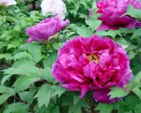 Fylliga, ceriserosa blommor av paeonia suffruticosa omgivna av gröna blad. En vit pion syns i bakgrunden.