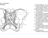 Anatomia miednicy z widoczną budową kości krzyżowej i więzadeł. Ilustracja przedstawia więzadła krzyżowo-biodrowe i krzyżowo-guziczne.