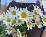A bouquet of Shasta daisies, perfect for planting when to plant shasta daisy seeds in spring or fall for a beautiful summer bloom.