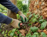 Mains gantées taillant le lierre grimpant au pied d'un arbre et d'un mur couvert de feuilles sèches.