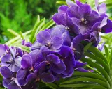 Grappe d'orchidées violettes éclatantes, leurs pétales veloutés évoquant la beauté éphémère et la durée de vie d'une orchidée.