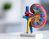 Model nerki z widocznymi naczyniami krwionośnymi i strukturami wewnętrznymi, ilustrujący potencjalne problemy, jak nefrokalcynoza.