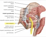 Anatomia miednicy i górnej części uda. Widoczny nerw kulszowy, mięsień gruszkowaty i inne struktury.