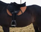 Dunkles Pferd mit Sattel und orangefarbenem Mondgurt. Bereit für einen Ausritt.