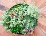 Un surtido de **plantas crasas** en una maceta negra, con texturas y tonos verdes variados, sobre una mesa de madera.