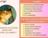 Un chien renifle entre les jambes pour obtenir des informations, une identification olfactive, une communication sociale, une salutation affectueuse, par curiosité ou à cause de son état hormonal.