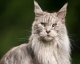 Szary, długowłosy kot Maine Coon z zielonymi oczami. Zastanawiasz się, ile żyje kot dachowiec? Ten majestatyczny kot wygląda na zdrowego i silnego.