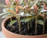 Jeunes pousses aux feuilles vertes et rosées, prêtes à grandir. L'art de faire pousser un noyau de litchi.