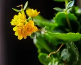 Żółte kwiaty kalanchoe, gotowe do rozmnażania.