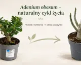 Kwiat pustyni, roślina Adenium obesum, pokazuje swój naturalny cykl życia: od kwitnienia do okresu spoczynku.
