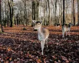 Wildpark Schwarze Berge: Alle Infos für Ihren perfekten Besuch