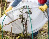 Ochrona róży przed mrozami. Ręce w żółtych rękawiczkach przytrzymują białą agrowłókninę, osłaniającą młode kwiaty.
