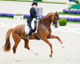 Reiterin in Zylinder und Frack reitet braunes Pferd mit Nummer 306. Ein Bild, das Fairness im Sport zeigt, fernab jeder dopingliste pferd.