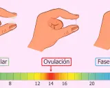 Moco cervical: fase folicular (seco), ovulación (elástico, como clara de huevo) y fase lútea (espeso, antes de la menstruación).