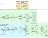 Vergleich von Mitose und Meiose: Die Meiose zeigt die Bildung von Tetraden und die Teilung homologer Chromosomen.