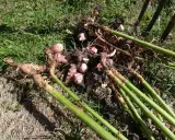 Récolte de topinambours fraîchement déterrés, montrant les tubercules roses et les tiges vertes sur l'herbe. La culture de topinambour est visible.