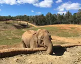 Elefante en el zoo de Sevilla. Las opiniones sobre el zoo son variadas, pero este paquidermo parece disfrutar de su hábitat.
