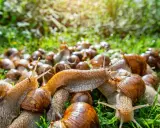 Eine große Gruppe Weinbergschnecken auf grünem Gras. Wohin mit abgesammelten Schnecken? Hier ist ein möglicher Ort.