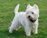 Uroczy west highland white terrier w czarnej obroży stoi na zielonej trawie, gotowy do zabawy.