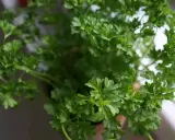 Un bouquet de persil en pot, frais et verdoyant, prêt à parfumer vos plats. Ses feuilles frisées apportent une touche de fraîcheur.