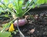 Un navet jaune boule d'or, à moitié enfoui dans la terre, avec ses feuilles vertes luxuriantes.