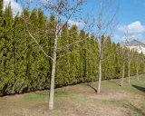 Une haie anti bruit dense et verte borde un jardin. Des arbres aux branches nues se dressent devant, avec une maison en arrière-plan.