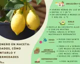 Limonero en maceta con limones amarillos. Guía de cuidados, ubicación, suelo, riego, abono y reproducción.