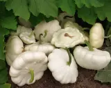 Une belle récolte de patissons blancs, prêts à être cueillis. La culture de ces courges est un plaisir.