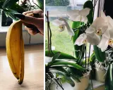 Skórka z banana jako nawóz z bananów do jakich roślin? Idealny dla storczyków, dostarcza im potasu i innych składników odżywczych.