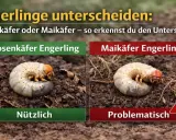 Zwei Engerlinge im Vergleich: Links der nützliche Rosenkäfer-Engerling, rechts der problematische Maikäfer-Engerling. So kannst du sie unterscheiden.