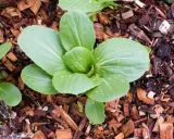 Młode liście pak choi rosnące wśród rozdrobnionych gałęzi, które stanowią naturalne ściółkowanie, chroniąc glebę i pomagając w utrzymaniu wilgoci.