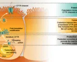 Illustrazione del processo di produzione e traffico della proteina CFTR, fondamentale per capire la fibrosi cistica come si scopre e come trattarla.
