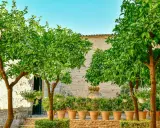 Deux citronniers en pot, chargés de fruits verts, ombragent une cour pavée. Des plantes en pots bordent un mur de pierre.