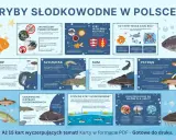 Ryby drapieżne w Polsce: szczupak, sum i pstrąg. Poznaj ich cechy i ciekawostki.