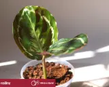 Calathea w doniczce, z pięknymi liśćmi. Czy jest trująca? Nie, ta roślina jest bezpieczna dla zwierząt i dzieci.